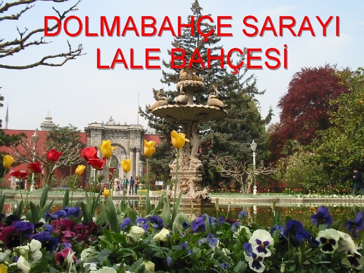 DOLMABAHÇE SARAYI LALE BAHÇESİ 