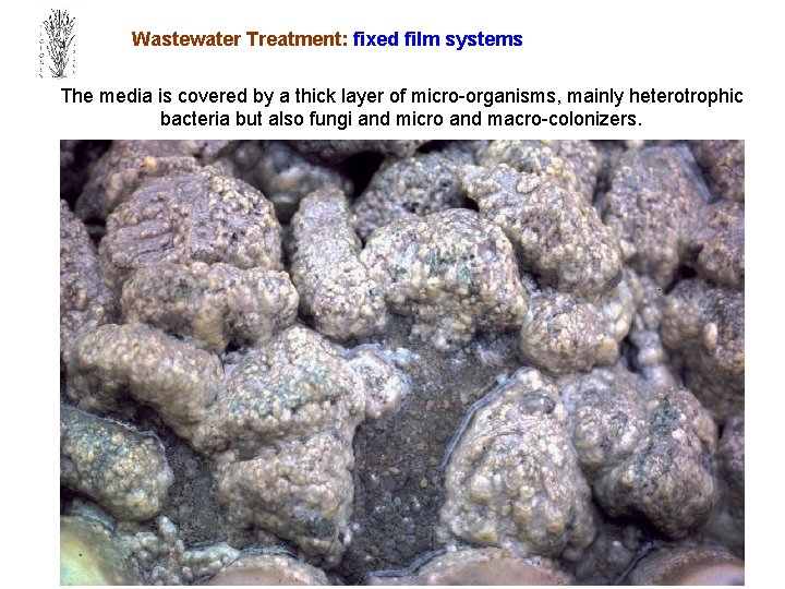 Wastewater Treatment: fixed film systems The media is covered by a thick layer of