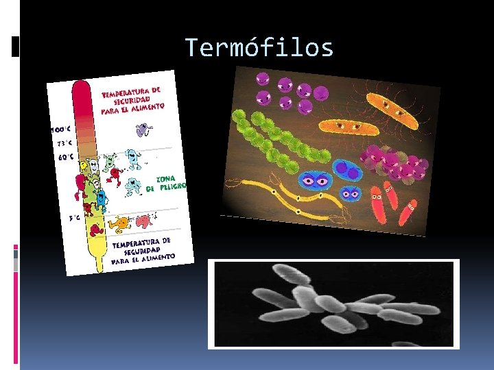 Termófilos 