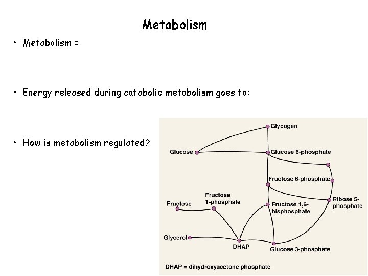 Metabolism • Metabolism = • Energy released during catabolic metabolism goes to: • How