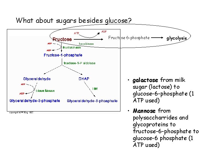 What about sugars besides glucose? ADP ATP Fructose 6 -phosphate glycolysis hexokinase • galactose