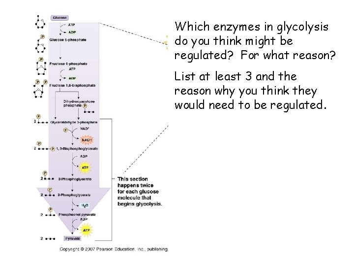 Which enzymes in glycolysis do you think might be regulated? For what reason? List