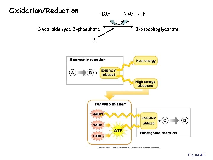 Oxidation/Reduction NAD+ Glyceraldehyde 3 -phosphate NADH + H+ 3 -phosphoglycerate Pi Figure 4 -5