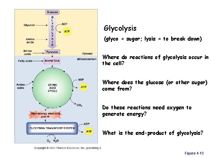 Glycolysis (glyco = sugar; lysis = to break down) Where do reactions of glycolysis