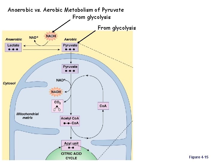 Anaerobic vs. Aerobic Metabolism of Pyruvate From glycolysis Figure 4 -15 