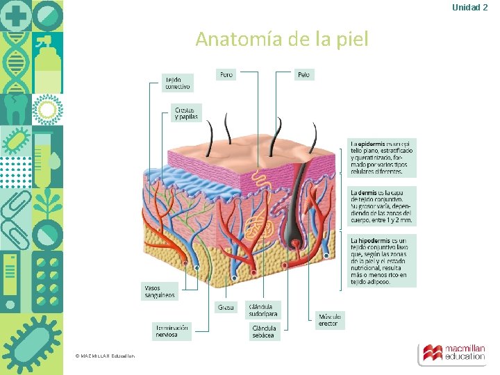 Unidad 2 Anatomía de la piel © MACMILLAN Education 