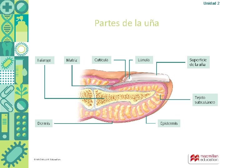 Unidad 2 Partes de la uña © MACMILLAN Education 