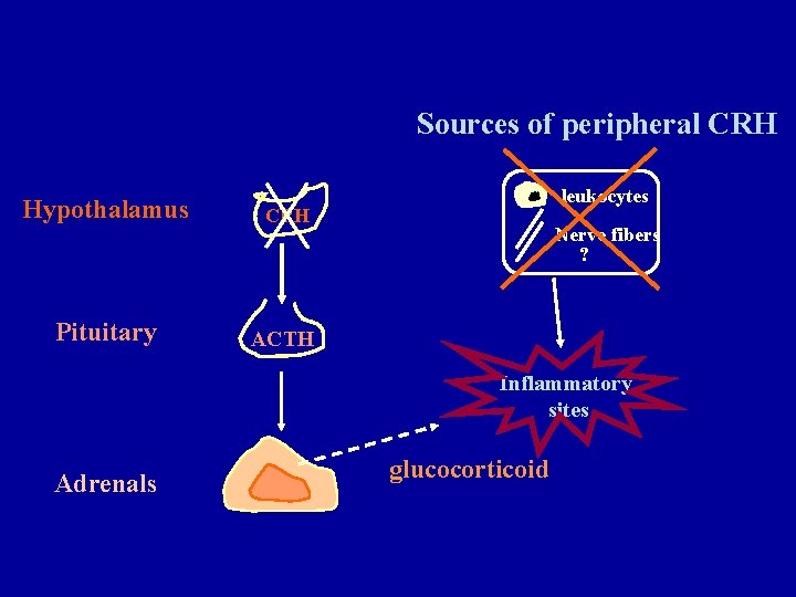 Sources of peripheral CRH Hypothalamus CRH Pituitary ACTH leukocytes Nerve fibers ? Inflammatory sites