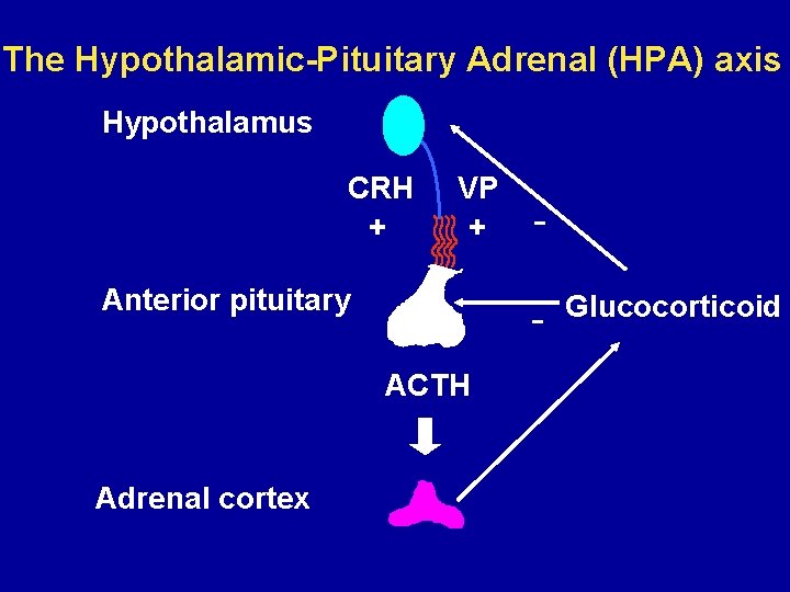 The Hypothalamic-Pituitary Adrenal (HPA) axis Hypothalamus CRH + VP + Anterior pituitary ACTH Adrenal