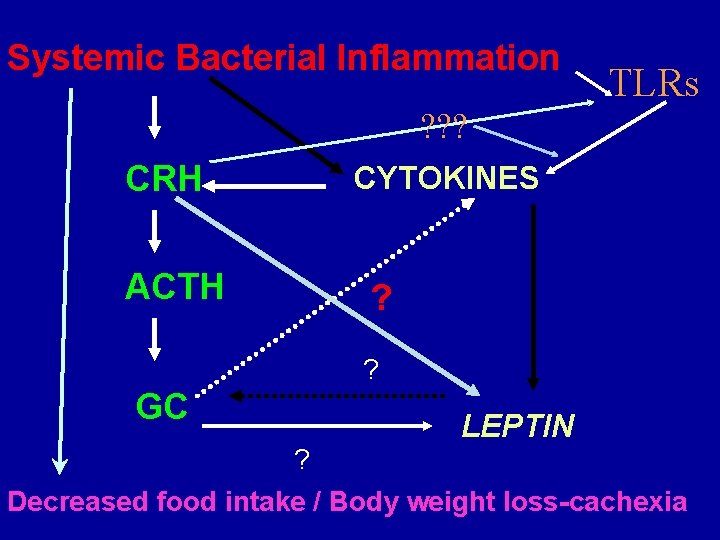 Systemic Bacterial Inflammation TLRs ? ? ? CRH ACTH CYTOKINES ? ? GC LEPTIN