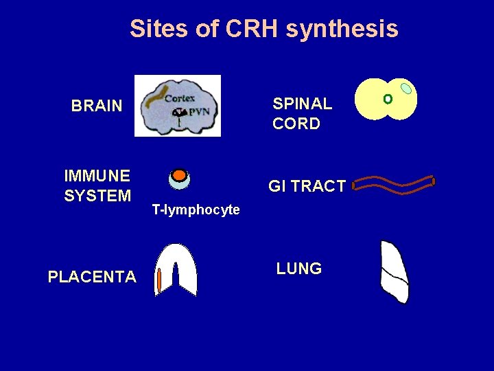 Sites of CRH synthesis BRAIN SPINAL CORD IMMUNE SYSTEM GI TRACT PLACENTA T-lymphocyte LUNG