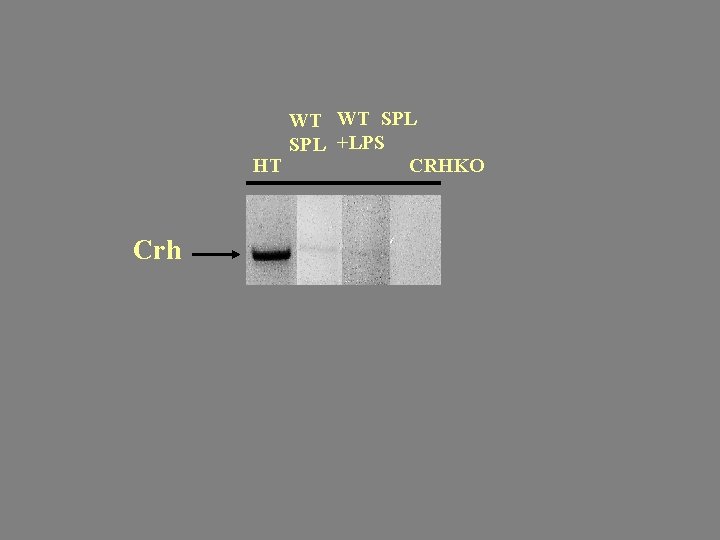 WT WT SPL +LPS HT CRHKO Crh 