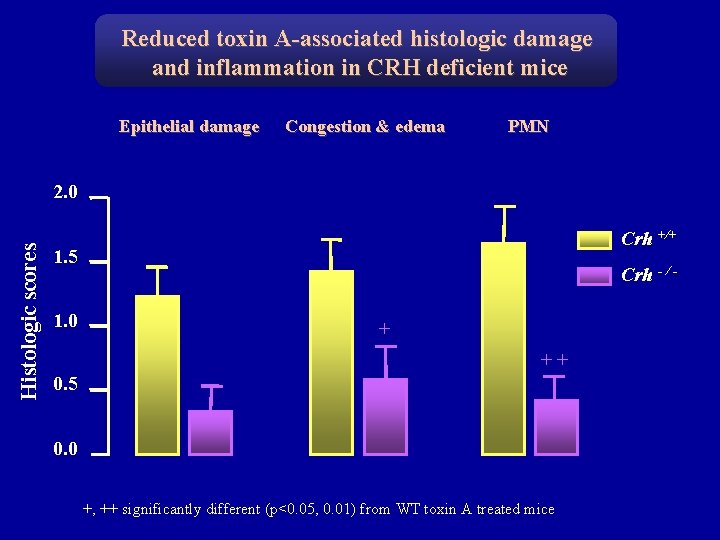 Reduced toxin A-associated histologic damage and inflammation in CRH deficient mice Epithelial damage Congestion
