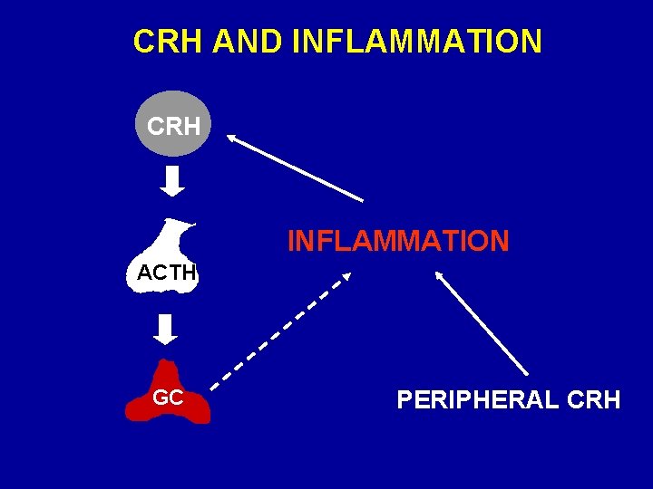CRH AND INFLAMMATION CRH INFLAMMATION ACTH GC PERIPHERAL CRH 