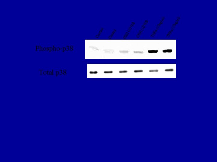 Phospho-p 38 Total p 38 l ) /µl ng α( 10 TN F ng