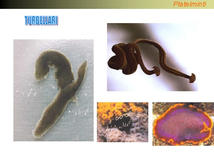Platelminti 