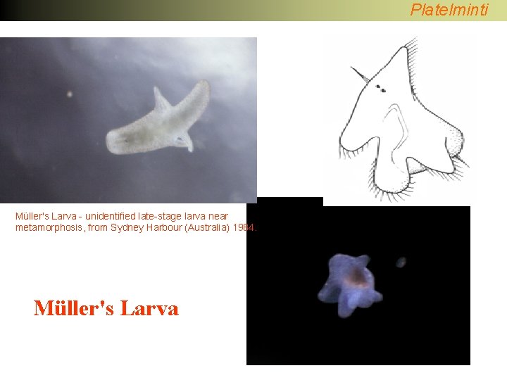 Platelminti Müller's Larva - unidentified late-stage larva near metamorphosis, from Sydney Harbour (Australia) 1984.