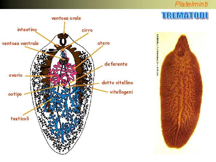 Platelminti ventosa orale intestino ventosa ventrale cirro utero deferente ovario dotto vitellino ootipo testicoli