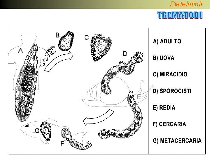 Platelminti 
