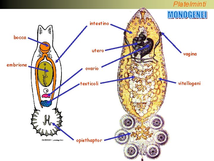 Platelminti intestino bocca utero embrione vagina ovario testicoli opisthaptor vitellogeni 