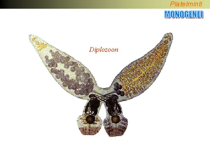 Platelminti Diplozoon 