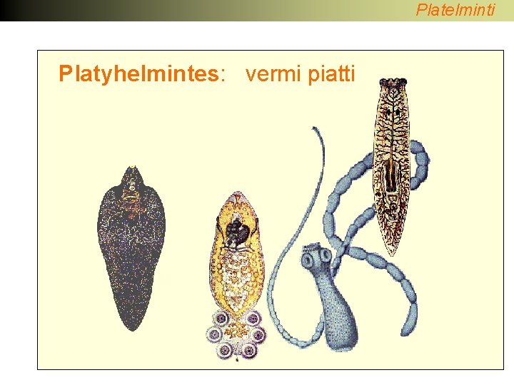 Platelminti Platyhelmintes: vermi piatti 