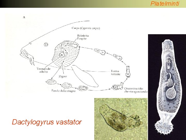 Platelminti Dactylogyrus vastator 
