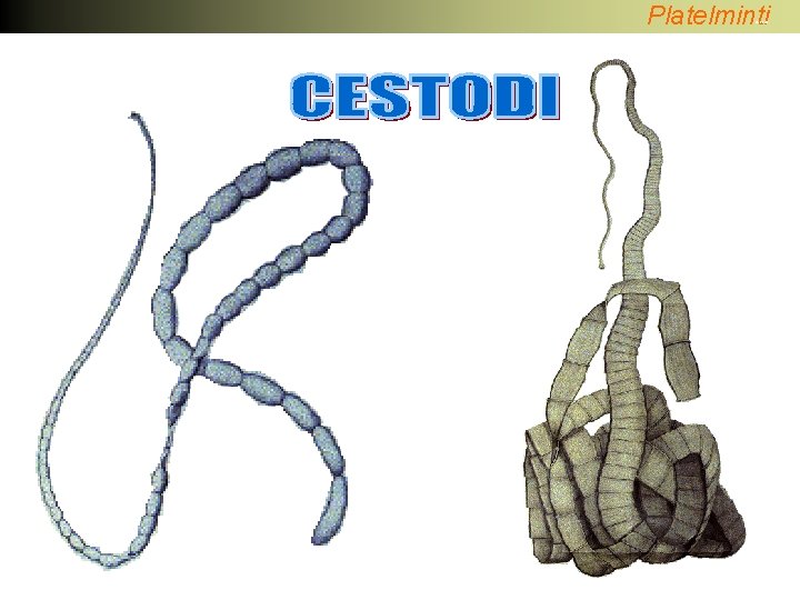Platelminti Cestodi 