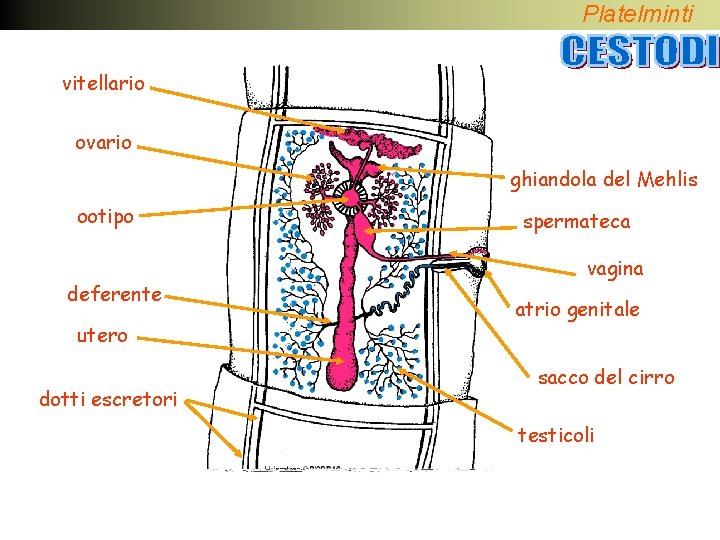 Platelminti vitellario ovario ghiandola del Mehlis ootipo deferente utero dotti escretori spermateca vagina atrio