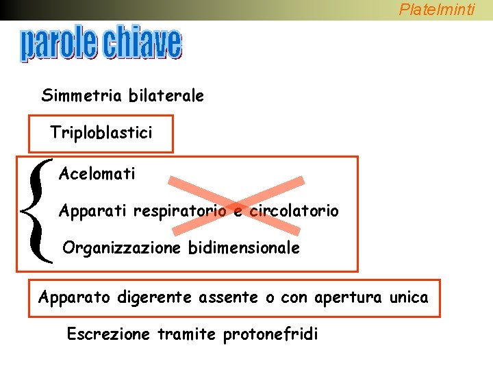 Platelminti Simmetria bilaterale Triploblastici { Acelomati Apparati respiratorio e circolatorio Organizzazione bidimensionale Apparato digerente