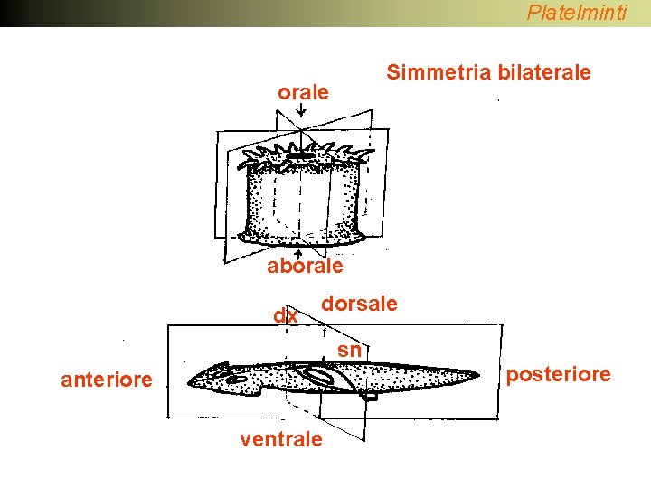 Platelminti Simmetria bilaterale orale aborale dx dorsale sn posteriore anteriore ventrale 