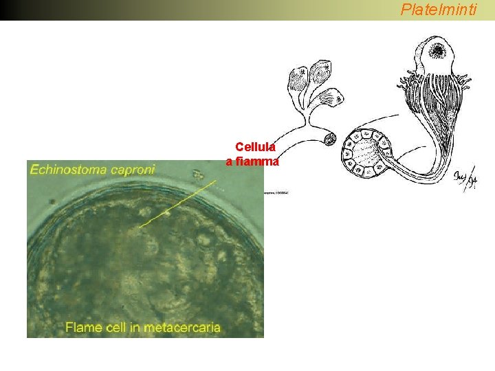 Platelminti Cellula a fiamma 