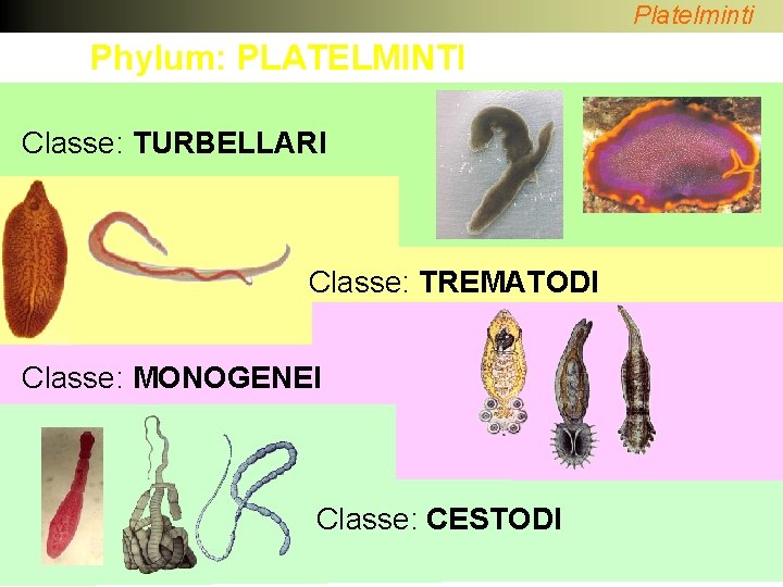 Platelminti Phylum: PLATELMINTI Classe: TURBELLARI Classe: TREMATODI Classe: MONOGENEI Classe: CESTODI 