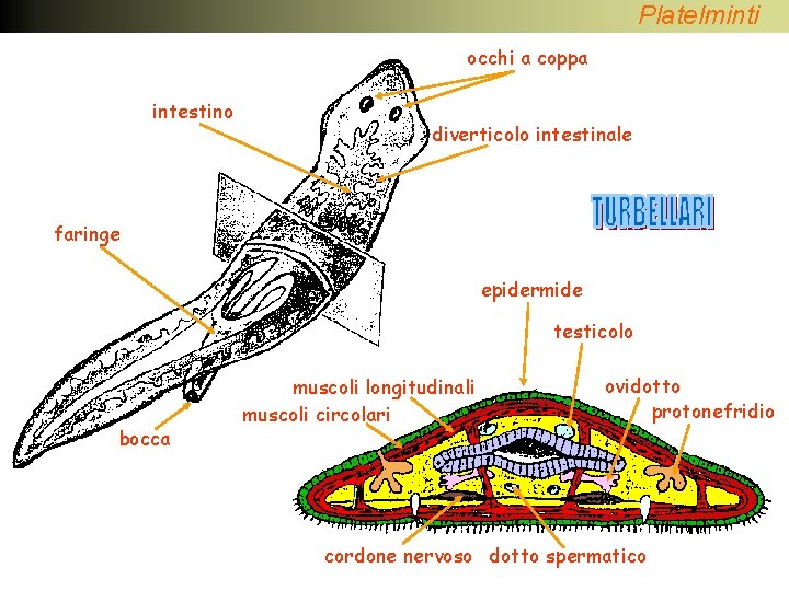 Platelminti occhi a coppa intestino diverticolo intestinale faringe epidermide testicolo bocca muscoli longitudinali muscoli