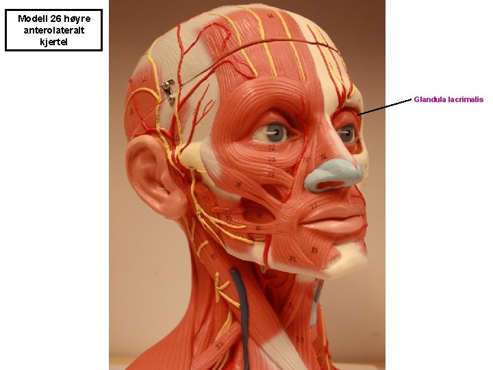 Modell 26 høyre anterolateralt kjertel Glandula lacrimalis 