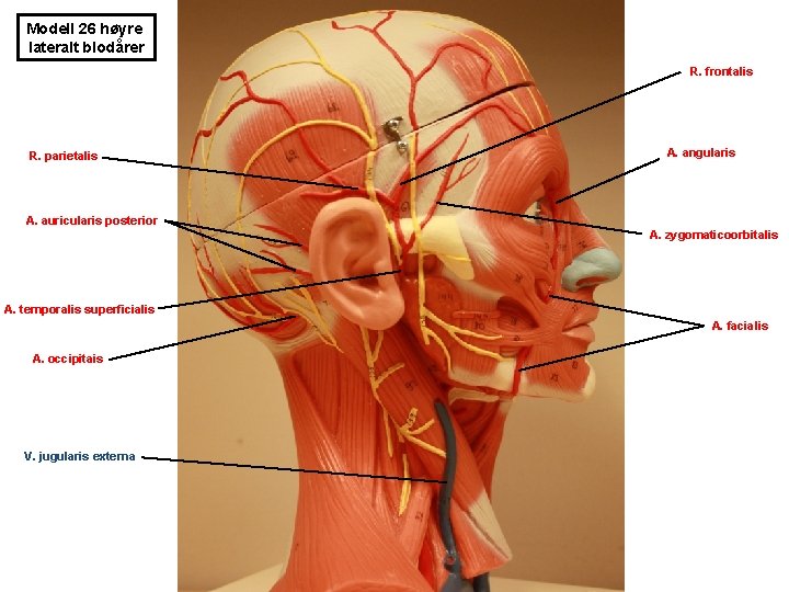 Modell 26 høyre lateralt blodårer R. frontalis R. parietalis A. angularis A. auricularis posterior