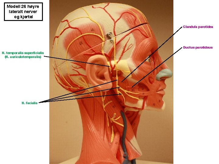 Modell 26 høyre lateralt nerver og kjertel Glandula parotidea Ductus parotideus N. temporalis superficialis