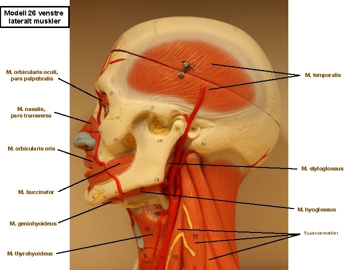 Modell 26 venstre lateralt muskler M. orbicularis oculi, pars palpebralis M. temporalis M. nasalis,