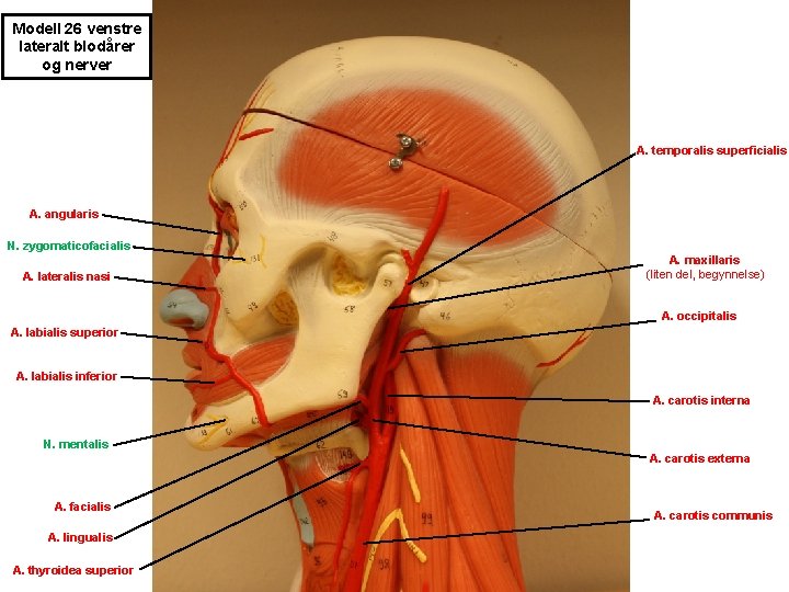 Modell 26 venstre lateralt blodårer og nerver A. temporalis superficialis A. angularis N. zygomaticofacialis