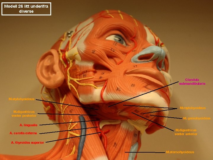 Modell 26 litt underifra diverse Glandula submandibularis M. stylohyoideus M. mylohyoideus M. digastricus venter