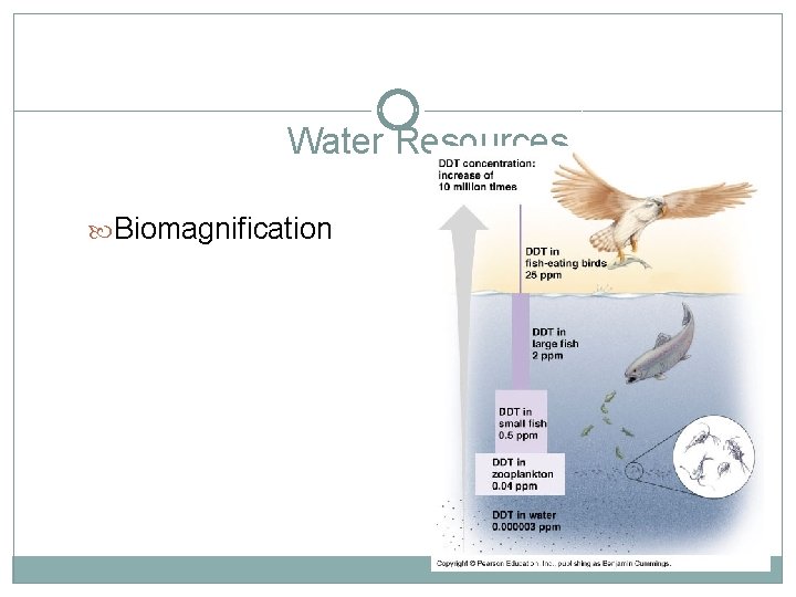 Water Resources Biomagnification 