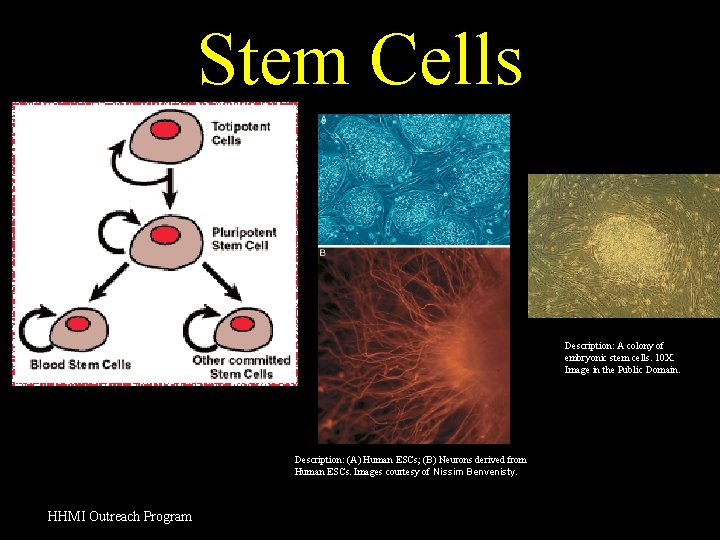 Stem Cells Description: A colony of embryonic stem cells. 10 X. Image in the