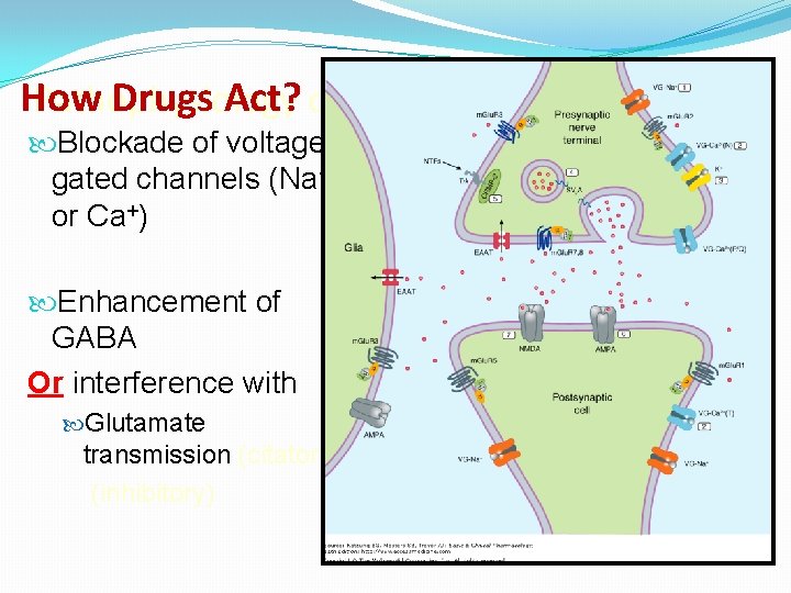 How Drugs Act? of Epilepsy Pathophysiology Blockade of voltage – gated channels (Na+ or