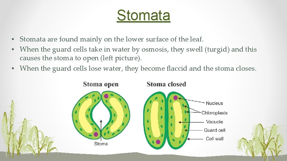 Stomata • Stomata are found mainly on the lower surface of the leaf. •