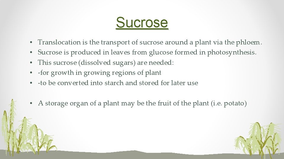 Sucrose • • • Translocation is the transport of sucrose around a plant via