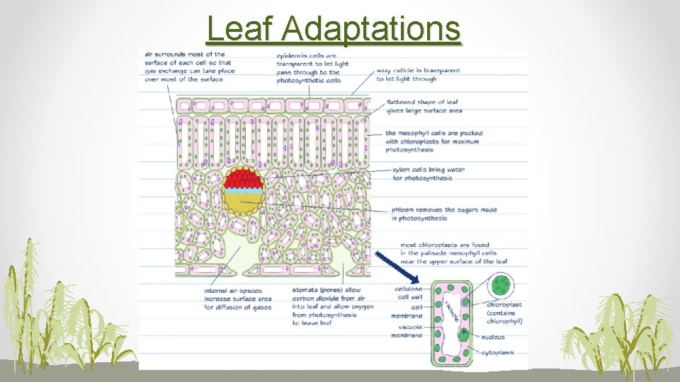 Leaf Adaptations 