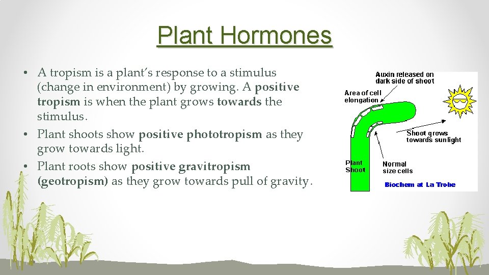 Plant Hormones • A tropism is a plant’s response to a stimulus (change in