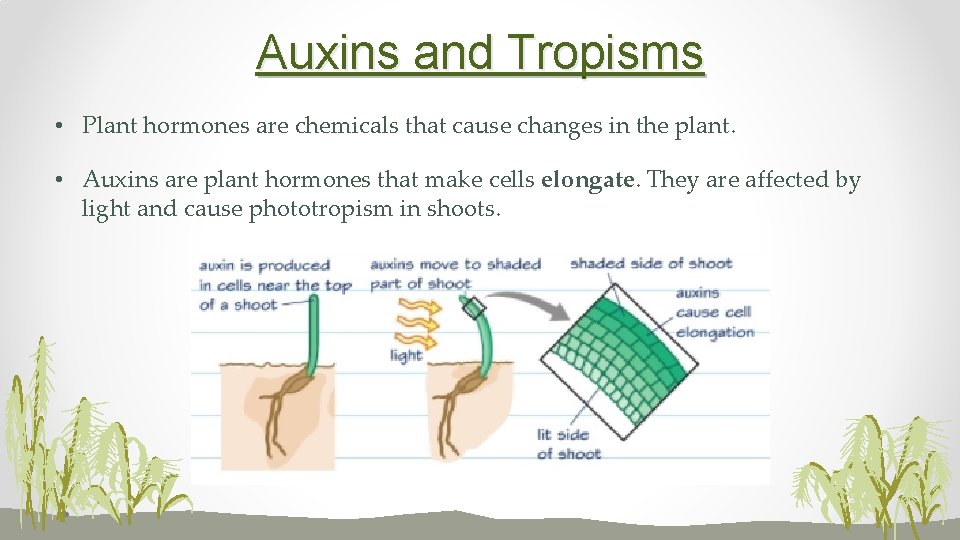 Auxins and Tropisms • Plant hormones are chemicals that cause changes in the plant.