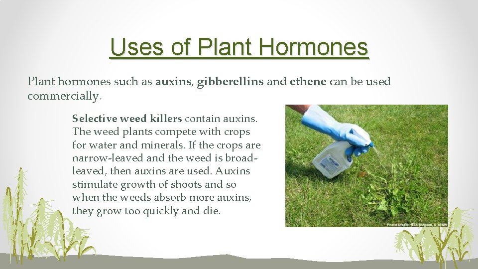 Uses of Plant Hormones Plant hormones such as auxins, gibberellins and ethene can be