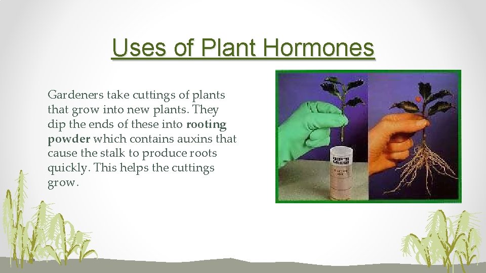 Uses of Plant Hormones Gardeners take cuttings of plants that grow into new plants.